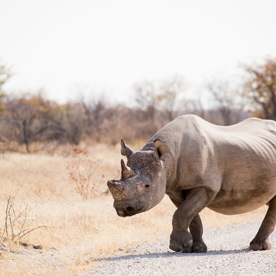 Toshari Lodge  Etosha