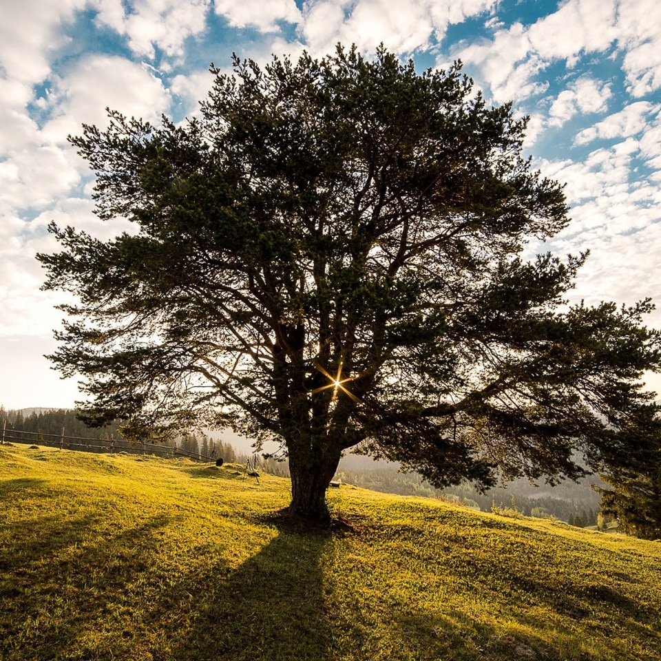 Rumänien Landschaft Baum
