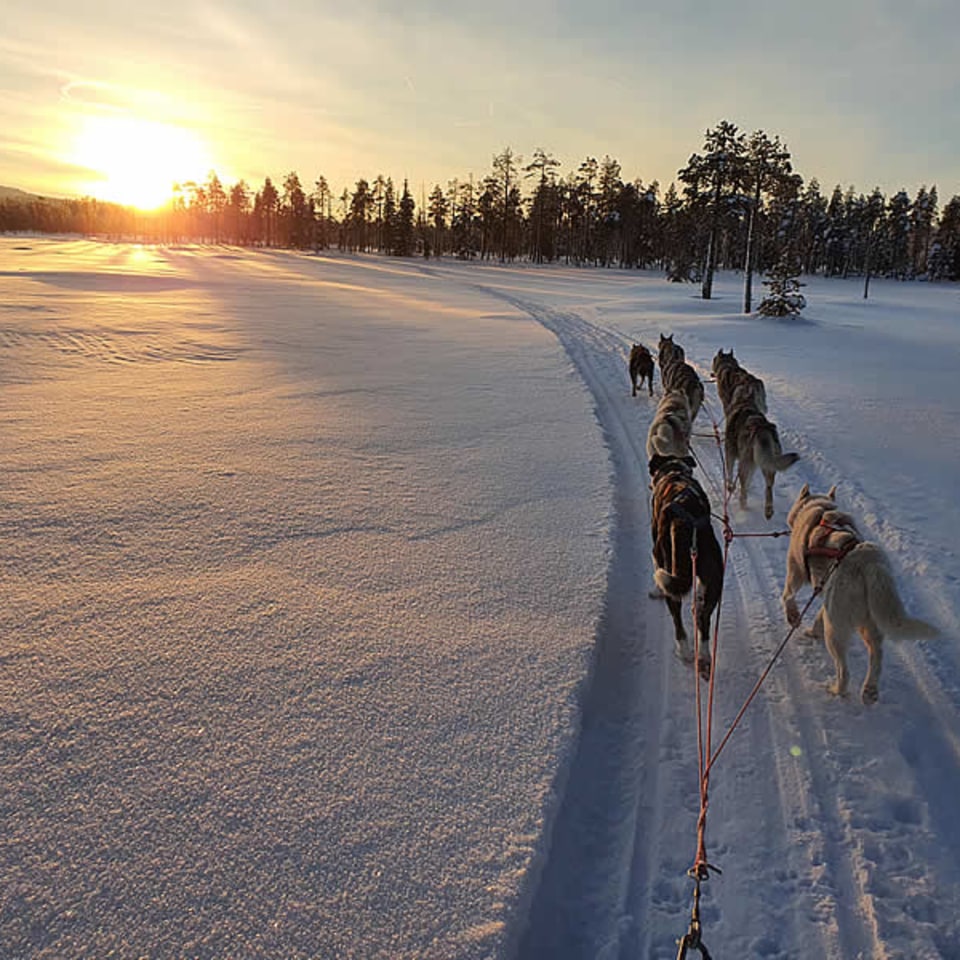Tour mit den Huskys in Schweden