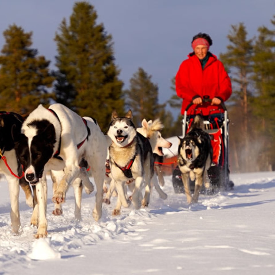 Hundeschlitten Kennenlerntour