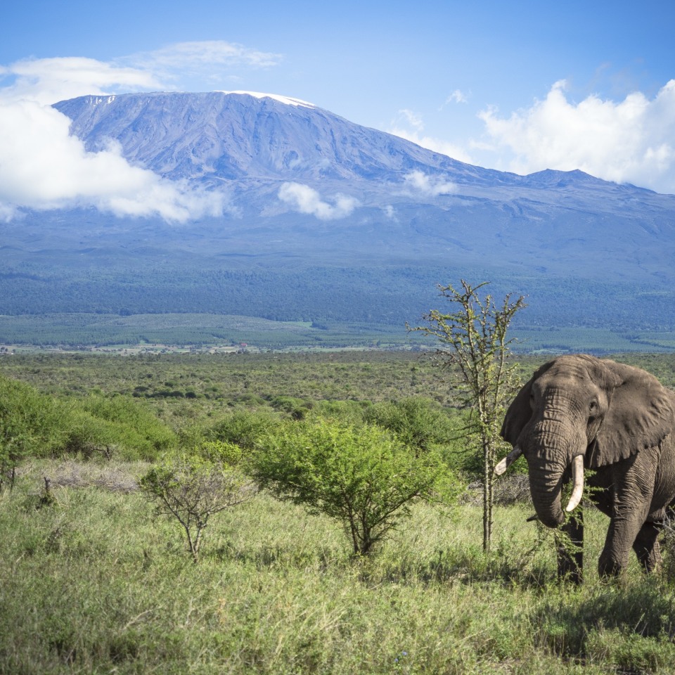 Mount Meru, Kilimanjaro & Safari