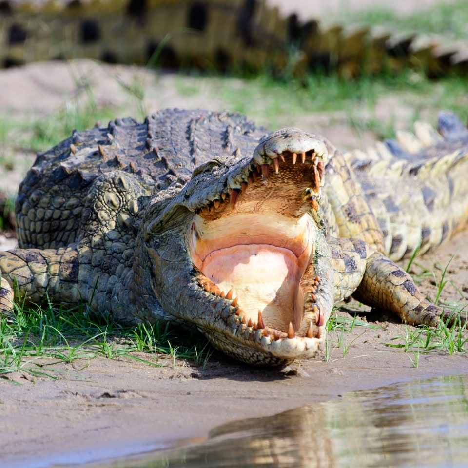 In Kleingruppe durch Tansanias berühmte Safariparks 