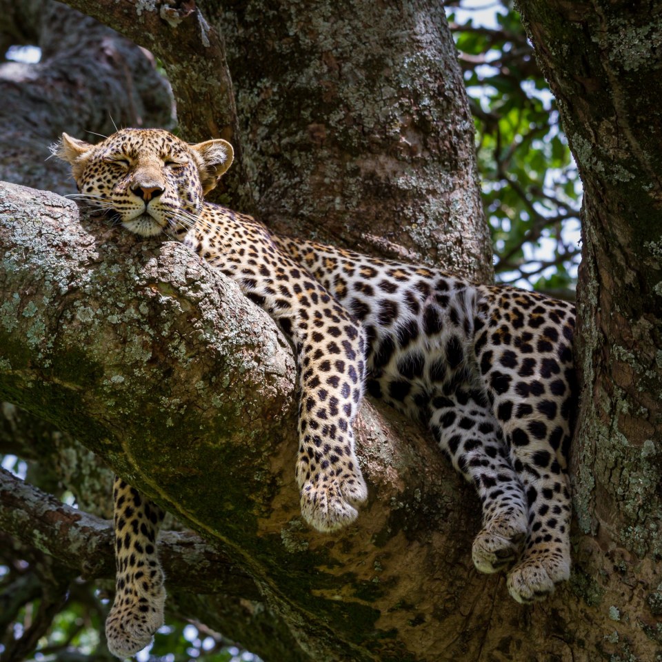 In Kleingruppe durch Tansanias berühmte Safariparks 