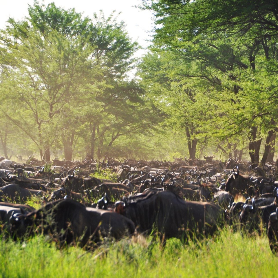 In Kleingruppe durch Tansanias berühmte Safariparks 