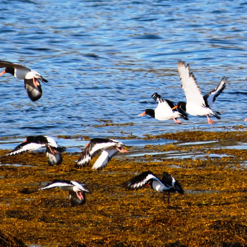 Hebriden Hochland Rundreise Schottland Vögel