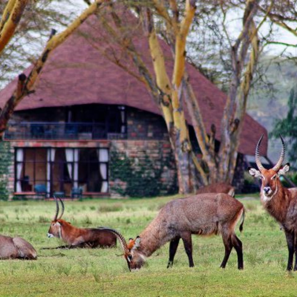 Wasserböcke bei äsen