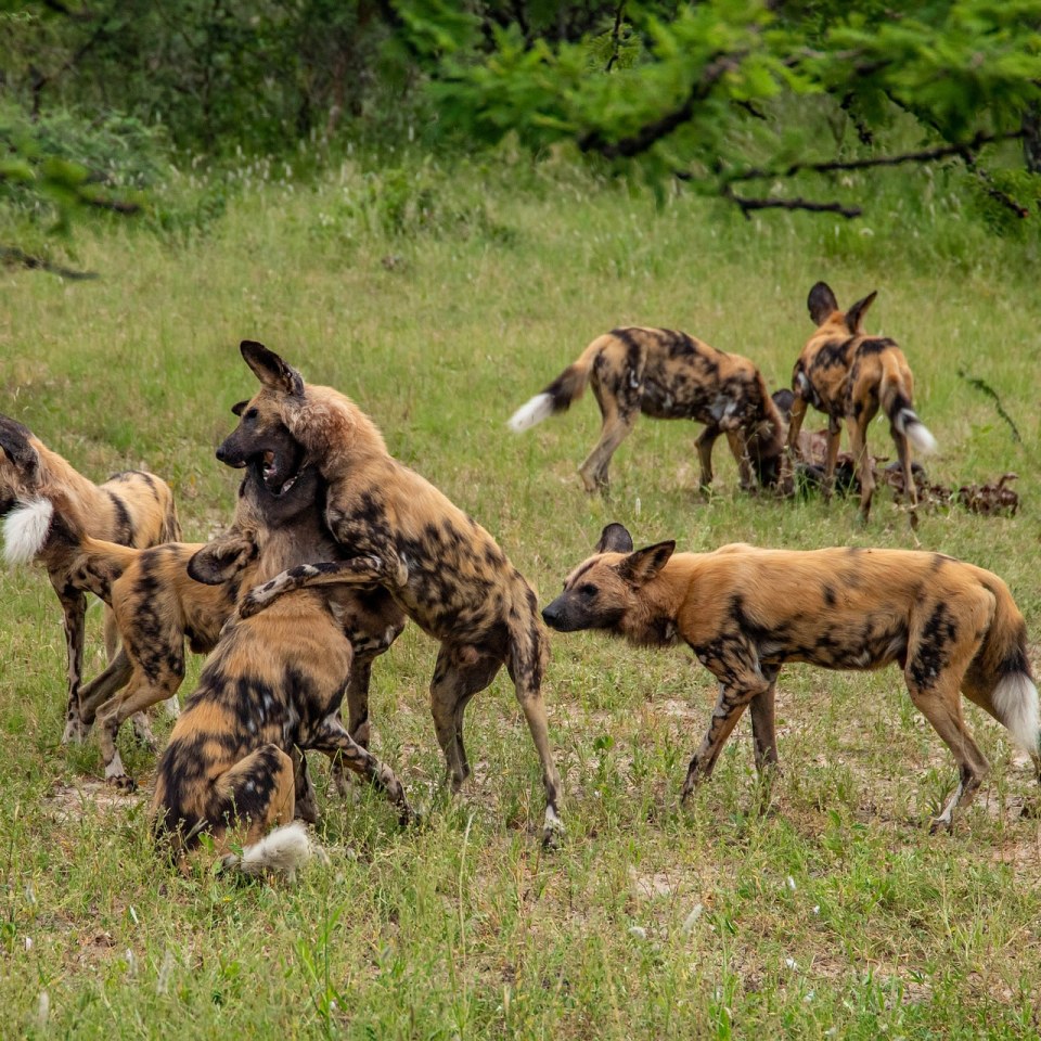 Camping-Safari im wilden Botswana