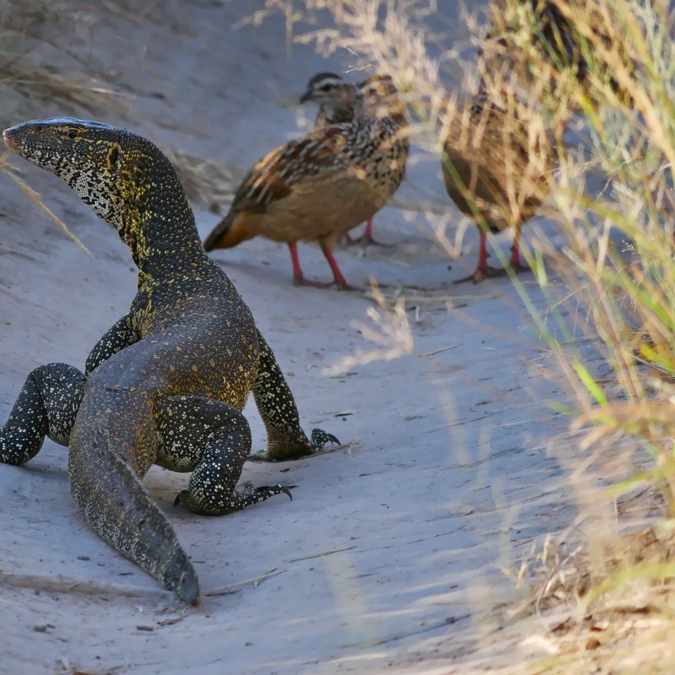 Namibias  & Botswanas Naturwunder und Safaris