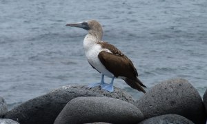 Blaufußtölpel Nord Seymour Galapagos