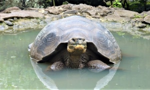 Schildkröte Aufzuchtszentrum