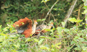 Hoatzin-cuyabeno