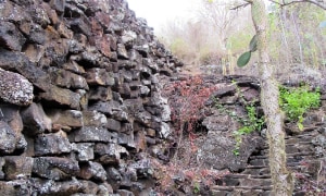 Wall-of-teas-isabela