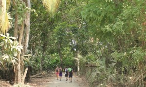 Parque-tayrona-Wald.JPG