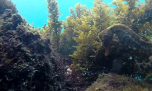 seepferdchen-tauchen-galapagos