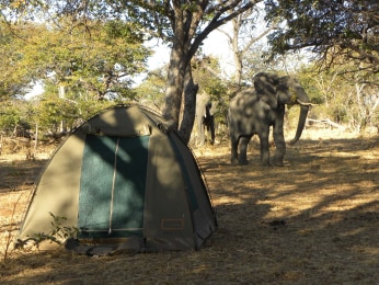 Wildes Zelten im Moremi Game Reserve