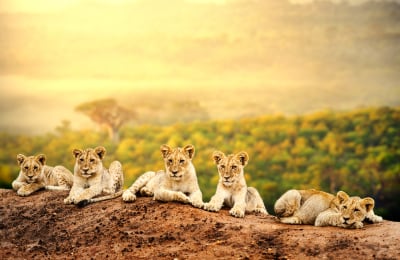 Löwenbabies in der Maasai Mara