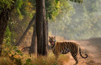 Bandhavgarth Tiger Reserve II