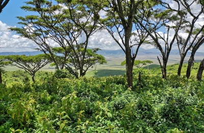 Blick in den Ngorongoro Krater