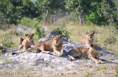 löwenfamilie-botswana