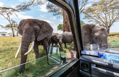 Elefanten_im_Tsavo_Ost_meinewelt-reisen.jpg