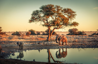 Elephant_with_baby_at_a_waterhole_in_Etosha_Namibia_meinewelt-reisen.jpeg