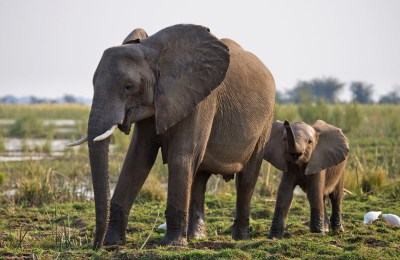 Elephant_with_baby_near_the_Zambezi_River_meinewelt-reisen.jpeg