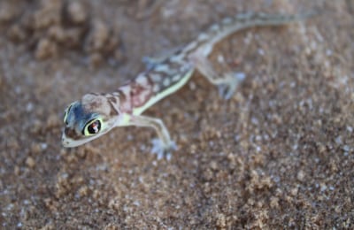 Dickfingergecko_Living_Desert_Namibia_meinewelt-reisen