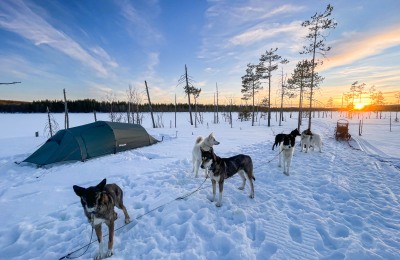 Husky Traum Schweden