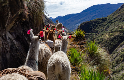 Llamas auf dem Lares Trek.jpeg