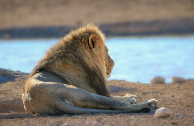 Male lion, Etosha National Park, Namibia_meinewelt-reisen.jpeg