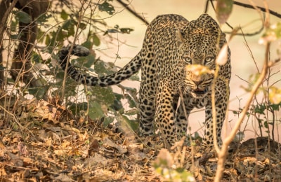 Leopard_in_South_Luangwa_Nationalpark_meinewelt-reisen