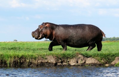 Hippo im Chobe Nationalpark_meinewelt-reisen