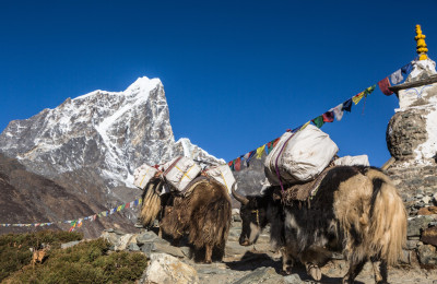 Yaks nahe Dingboche.jpeg