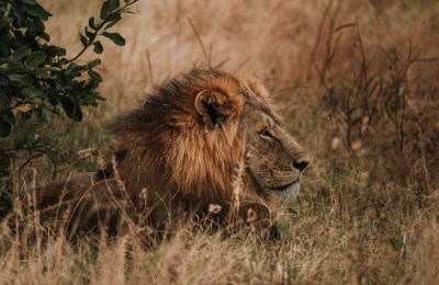 chobe-loewe-safari-botswana