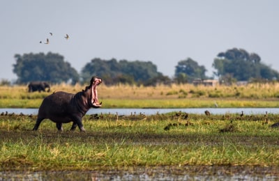 hippo_on_the_bank_of_Chobe_river_Botswana_meinewelt-reisen.jpeg