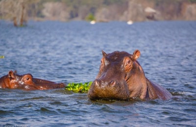 hippos_naivasha.jpg