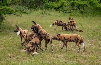 wild-dogs_meinewlt-reisen.jpg