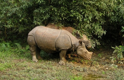 nashorn chitwan nationalpark