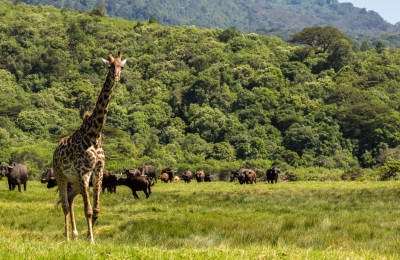 Giraffe-Arusha-Nationalpark