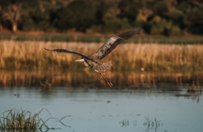 wildlife-botswana