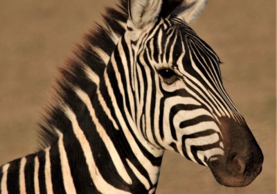 Kenia Selbstfahrer Reise Amboseli Nationalpark Zebra