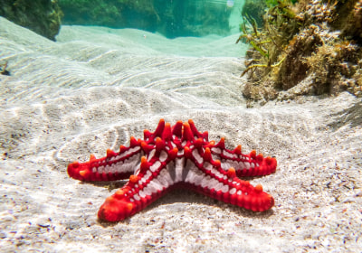 Kenia Selbstfahrer Reise Diani Beach the sands at normad roter seestern