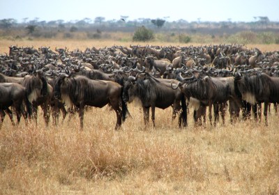 Safari Kenia und Baden Massai Mara Gnus