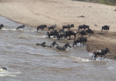 Tansania Hochzeitsreise Massai Mara Migration am Marafluß