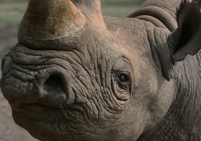 Kenia Safari Ol Pejeta Schutzgebiet Spitzmaulnashorn