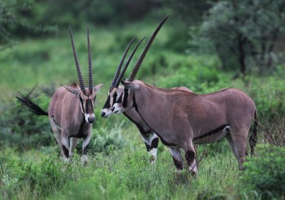 Kenia Safari Samburu Nationalreservat Beisa Oryx