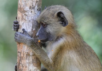 Kenia Amboseli Safari Shimba Hills Nationalpark Pavian