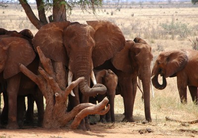 Kenia Selbstfahrer Reise Tsavo Ost Nationalpark Elefant