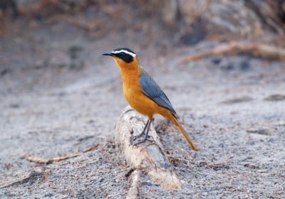 Namibia Sossusvlei Rundreise Tiere Vogel