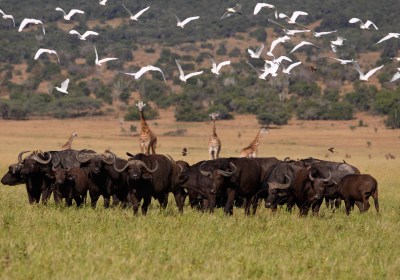 Ruanda_Reise_Akagera_Nationalpark_buffel_herde_unter_vogel_tourismboard